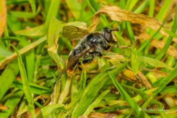 Foto af Stub-svirreflue (Blera fallax) | Hun