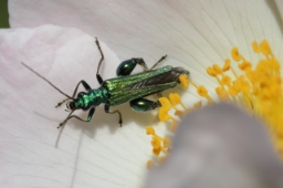 Foto af Tyklårssolbille (Oedemera nobilis) | Hun