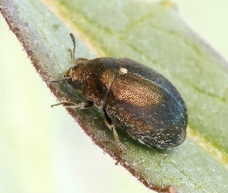 Foto af Morychus aeneus (Morychus aeneus) | Standardfoto
