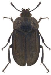 Foto af Matsort ådselbille (Aclypea opaca) | Standardfoto
