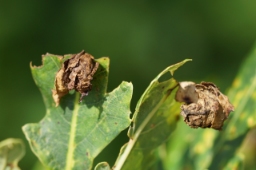 Foto af Egebladruller (Attelabus nitens) | Kasper Malmberg