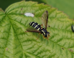 Foto af Tidlig ornamentsvirreflue (Philhelius citrofasciatus) | Hun