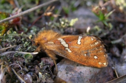 Foto af Lille rodæder (Phymatopus hecta) | Standardfoto