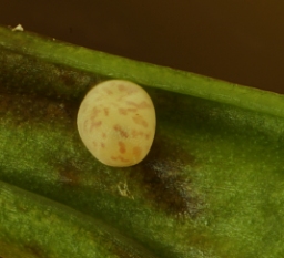 Foto af Blåbær-havemåler (Eulithis populata) | Æg