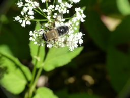 Foto af Uld-svirreflue (Mallota cimbiciformis) | Hun