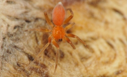 Foto af Rød vægjæger (Oonops domesticus) | Han