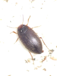 Foto af Hydroporus pubescens (Hydroporus pubescens) | Standardfoto