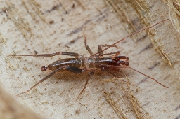 Foto af Bamazomus serendipitus (Bamazomus serendipitus) | Han