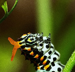 Foto af Svalehale (Papilio machaon) | Larve