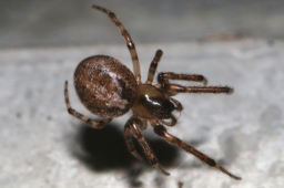 Foto af Grå sektoredderkop (Zygiella x-notata) | Hun