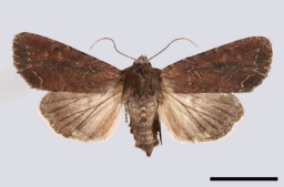 Foto af Haveugle (Lacanobia oleracea) | Standardfoto