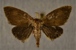 Foto af Lille sneglespinder (Heterogenea asella) | Hun