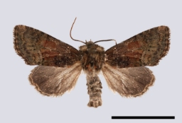 Foto af Flerfarvet tyv (Oligia versicolor) | Standardfoto