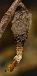 Foto af Tværsat græsstråsæk (Phalacropterix graslinella) | Larve