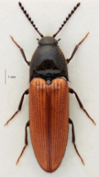 Foto af Ampedus quercicola (Ampedus quercicola) | Standardfoto