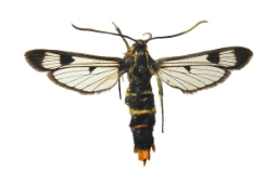 Foto af Birkeglassværmer (Synanthedon scoliaeformis) | Præparat