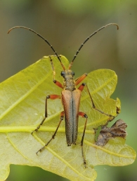 Foto af Smalbuk (Stenocorus meridianus) | Han
