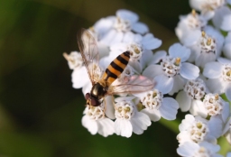 Foto af Bælte-svirreflue (Meliscaeva cinctella) | Hun