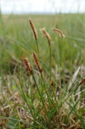 Foto af Tvebo star (Carex dioica) | Han