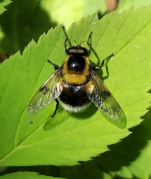Foto af Foranderlig humlesvirreflue (Volucella bombylans) | Han