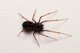 Foto af Væksthus-spytteedderkop (Scytodes fusca) | Hun