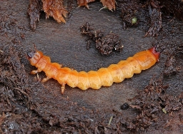 Foto af Sorthovedet kardinalbille (Pyrochroa coccinea) | Larve