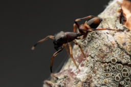 Foto af Myrmarachne formicaria (Myrmarachne formicaria) | Hun