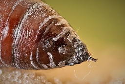 Foto af Sydlig poppel-ordensbånd (Catocala elocata) | Puppe