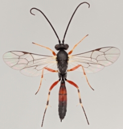 Foto af Hyposoter didymator (Hyposoter didymator) | Malcolm Storey