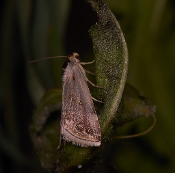 Foto af Lille pragtugle (Eublemma ostrina) | Hun