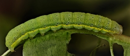 Foto af Haveugle (Lacanobia oleracea) | Larve