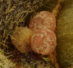 Foto af Alliance-stenugle (Lithophane socia) | Æg