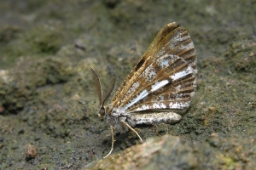 Foto af Fyrremåler (Bupalus piniaria) | Standardfoto