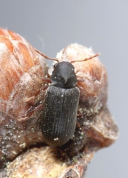 Foto af Hemicoelus fulvicornis (Hemicoelus fulvicornis) | Standardfoto