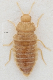 Foto af Thylodrias contractus (Thylodrias contractus) | Hun