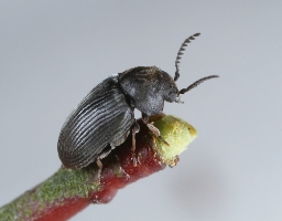 Foto af Xyletinus hanseni (Xyletinus hanseni) | Standardfoto
