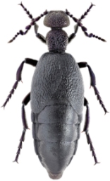 Foto af Sort oliebille (Meloe proscarabaeus) | KV Makarov - Danmarks BilleBank