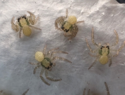 Foto af Xysticus kochi (Xysticus kochi) | Yvonne Bloch