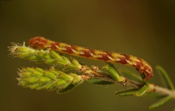 Foto af Smalvinget lyngdværgmåler (Eupithecia nanata) | Larve