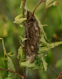 Foto af Kobberbrun spinder (Gastropacha quercifolia) | Puppe