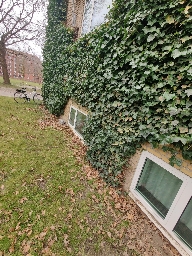 Foto af Rød vægjæger (Oonops domesticus) | Habitat i Aarhus universitetspark