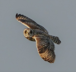 Foto af Mosehornugle (Asio flammeus) | Standardfoto