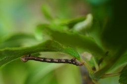 Foto af Guldgul frostmåler (Agriopis aurantiaria) | Larve