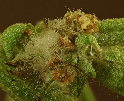 Foto af Smalvinget ugle (Spodoptera exigua) | Æg