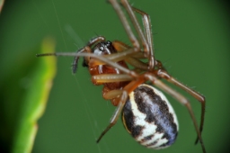 Foto af Frontinellina frutetorum (Frontinellina frutetorum) | Hun
