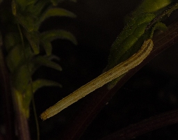 Foto af Eng-løvmåler (Scopula immutata) | Larve