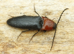 Foto af Pragtsmælder (Ischnodes sanguinicollis) | Standardfoto