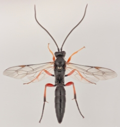 Foto af Cratichneumon flavifrons (Cratichneumon flavifrons) | Malcolm Storey