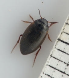 Foto af Fladtrykt vandkalv (Hydroporus planus) | Standardfoto
