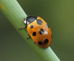 Foto af Elleveplettet mariehøne (Coccinella undecimpunctata) | Standardfoto